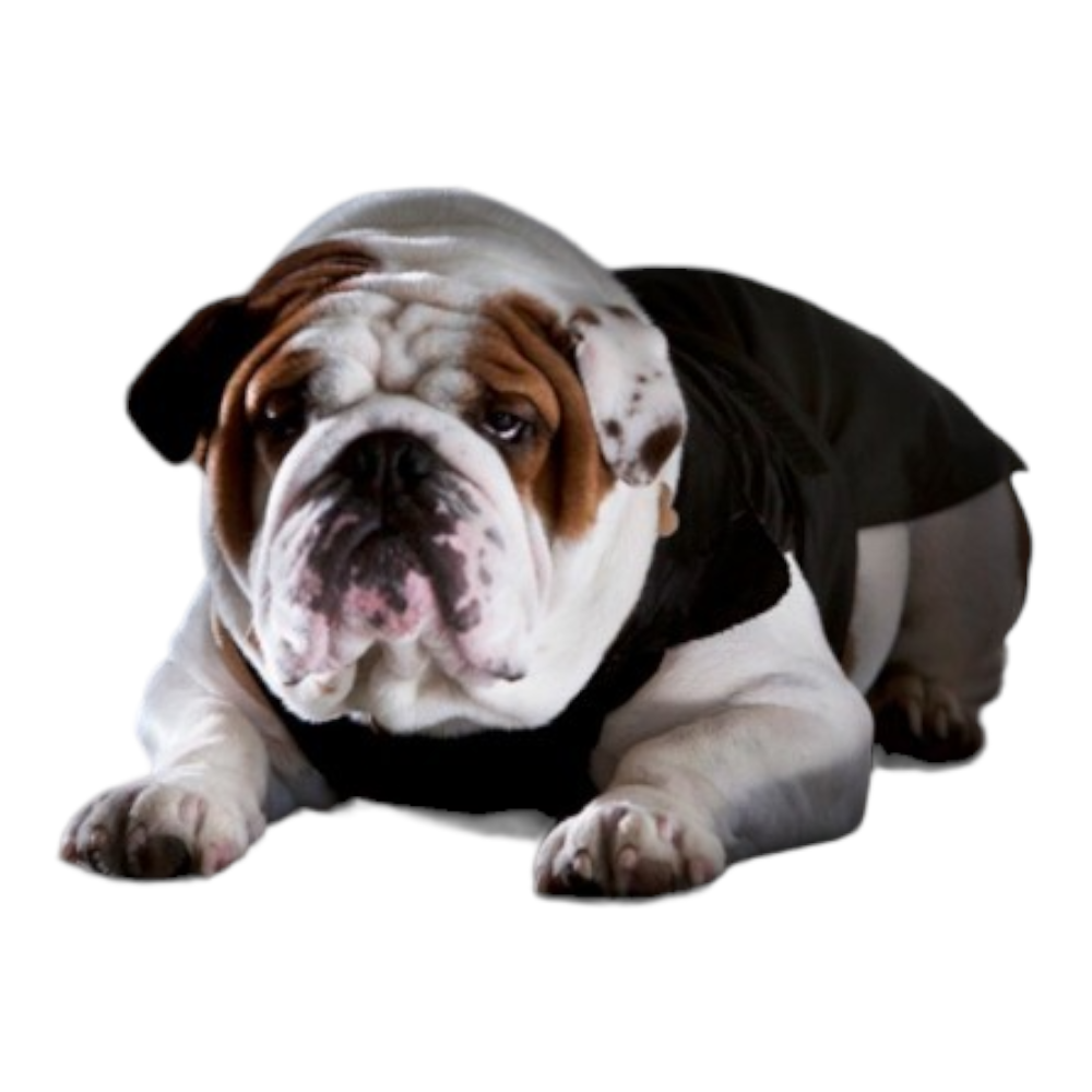 Croci Specialisan BULLDOG Kutyaruha